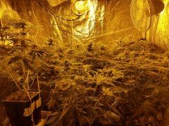 Flo 43 (5)