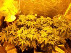Flo 4 (2)