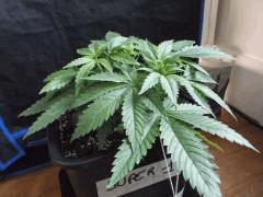 Cro 26 super1