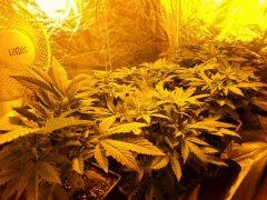 Flo 4 (8)
