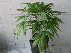 Flo 12 (3)