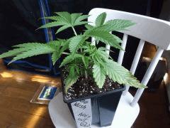Cro 26 ogkush (1)