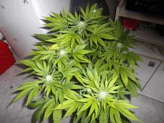 Flo 35 (17)
