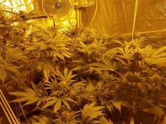 Flo 43 (3)