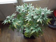 F 40 sensi1 (8)