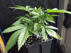 Og kush F 1 (8)