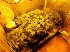 Flo 7 (3)