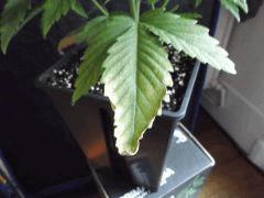 Og kush F 1 (11)