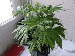 Flo 12 (8)