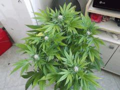 Flo 35 (16)