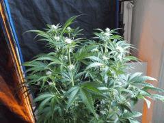 Flo 30 (8)