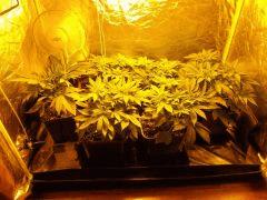 Flo 4 (4)