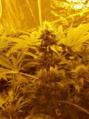 Flo 43 (1)