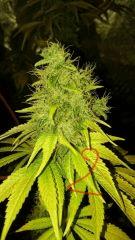 OG Kush