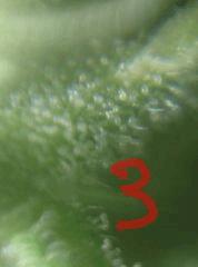 Trichomes Shining Silver Haze
