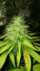 Shining Silver Haze