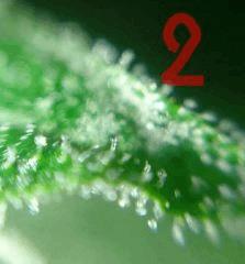 Trichomes OG Kush