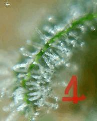 Trichomes Pineapple kush