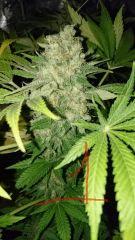 Pineapple kush