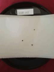 Germination