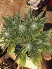 F+53