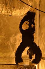 Mini Monkey