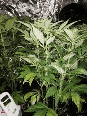 F+26