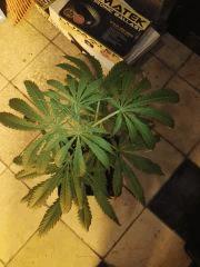 F+6