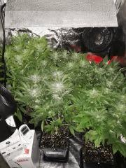 F+36
