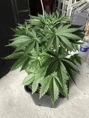 IMG 0162