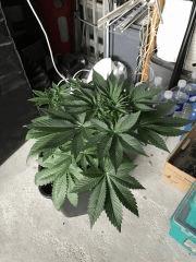 IMG 0160