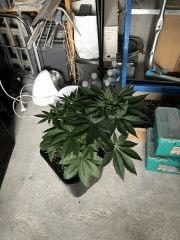 IMG 0161