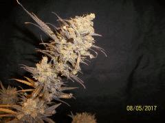 Mazar x Critical