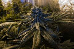 IMG 6779