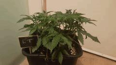 CT (7)