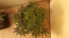 CC (7)