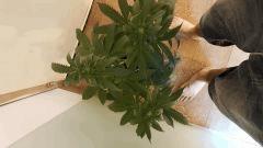 20170624 180421   Copie