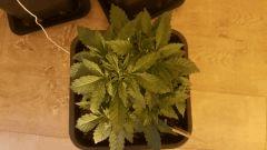 CT (2)