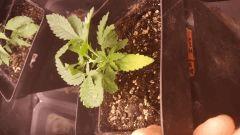 20171107 074409