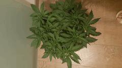 CT (5)