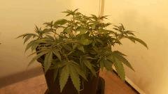 CC (8)