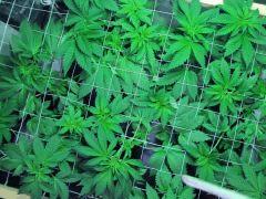 scrog 9
