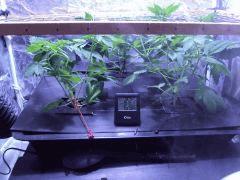 scrog3