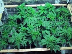 scrog 8