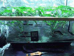scrog 10