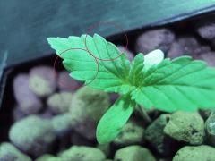 W.W #2 feuilles ondule