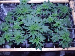 scrog6