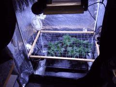 scrog1