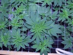 scrog7