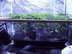 scrog4